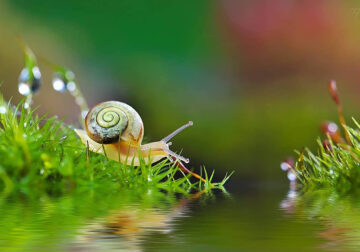 Macro Photos Of Insects, Flowers, Snails by Andrey Aydarov