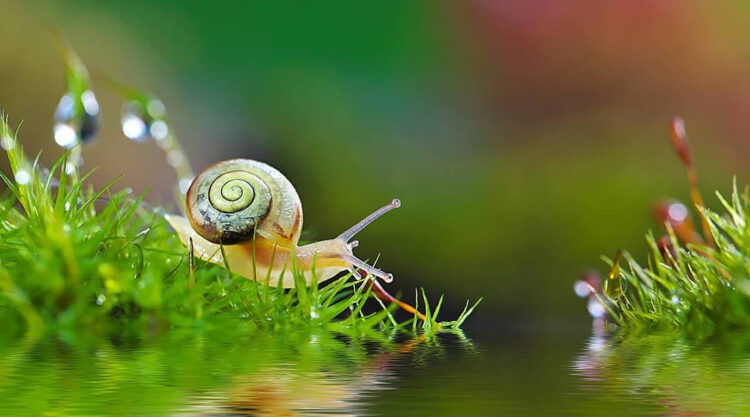 Macro Photos Of Insects, Flowers, Snails by Andrey Aydarov