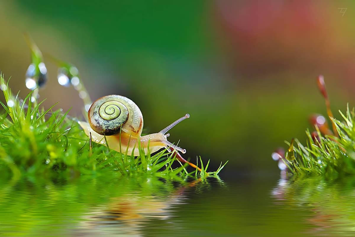 Macro Photos Of Insects, Flowers, Snails by Andrey Aydarov