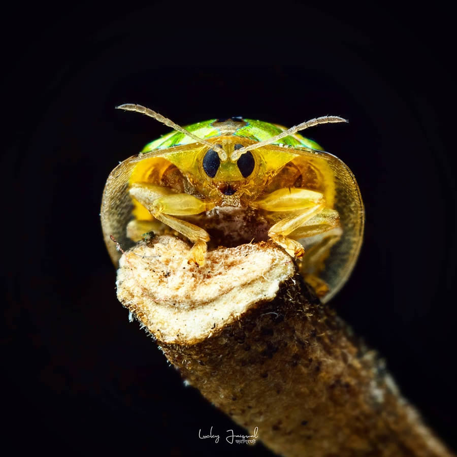 Macro Photography by Lucky Jaiswal