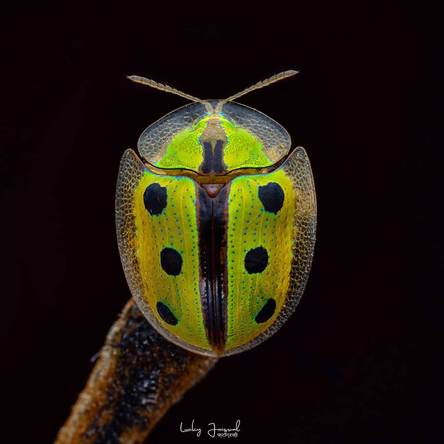 Macro Photography by Lucky Jaiswal