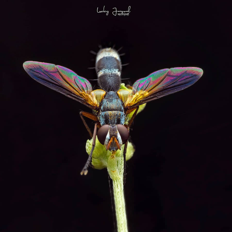 Macro Photography by Lucky Jaiswal