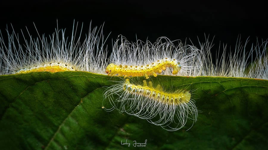 Macro Photography by Lucky Jaiswal