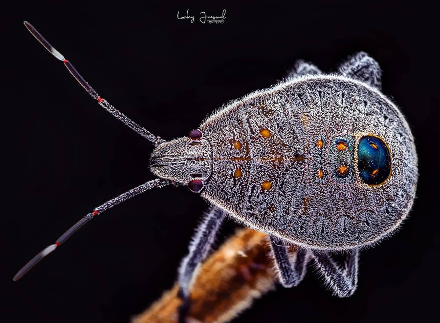 Macro Photography by Lucky Jaiswal