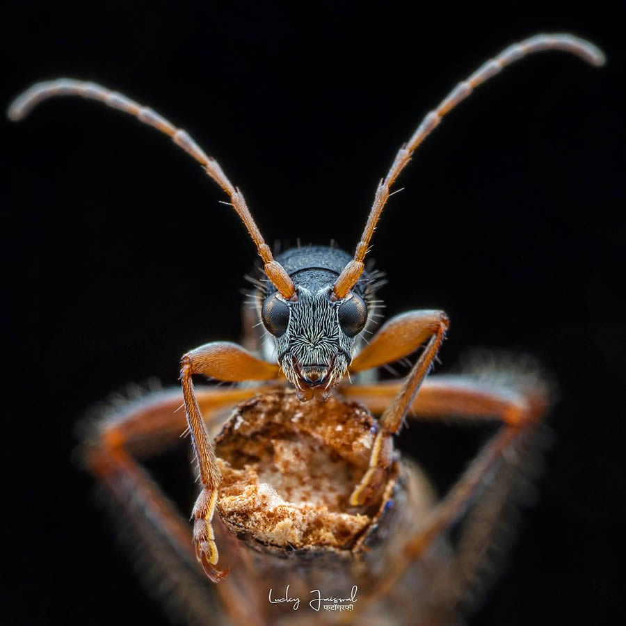 Macro Photography by Lucky Jaiswal