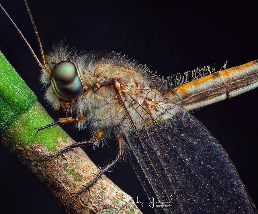 Macro Photography by Lucky Jaiswal