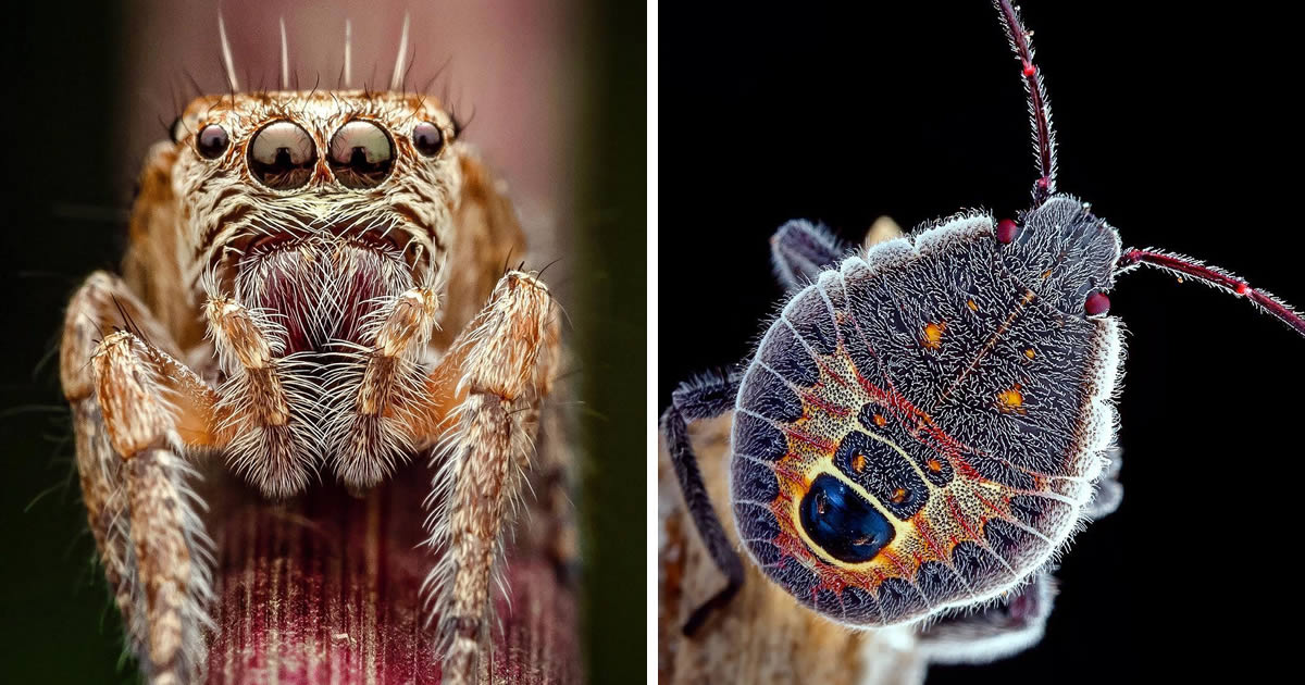 Indian Photographer Lucky Jaiswal Brings Insects to Life with Breathtaking Macro Photography