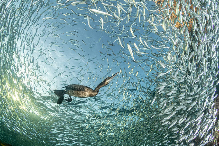 Natures Best Photography Awards 2024 Bird Winners