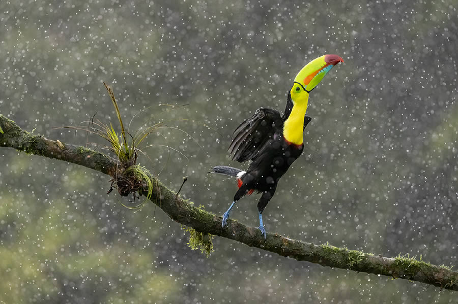 Natures Best Photography Awards 2024 Bird Winners