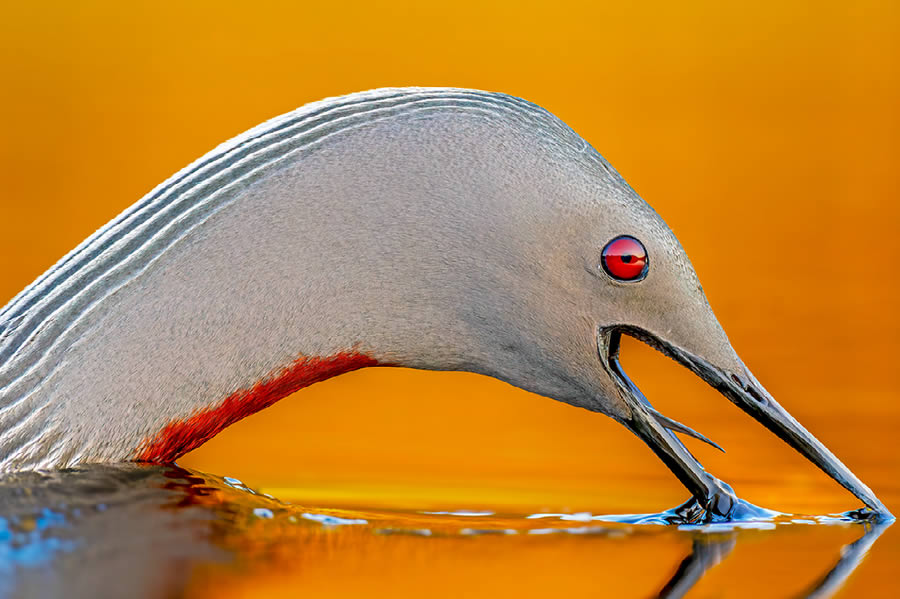 Natures Best Photography Awards 2024 Bird Winners