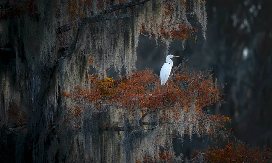 Natures Best Photography Awards 2024 Bird Winners