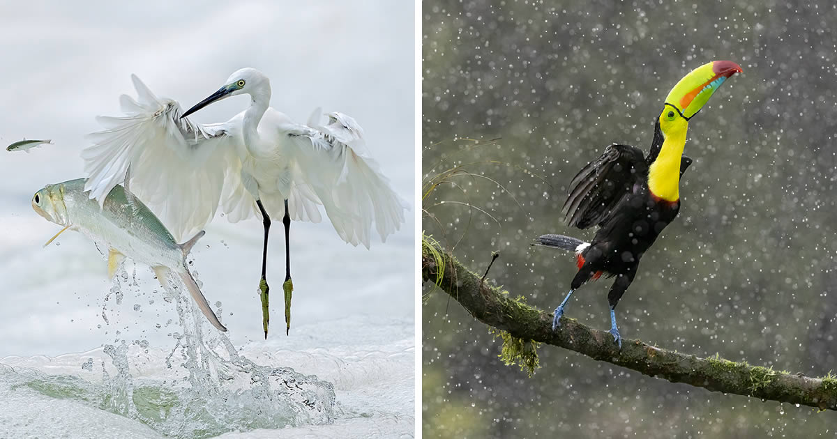 12 Outstanding Bird-Winners From The 2024 Nature’s Best Photography Awards