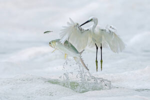 12 Outstanding Bird-Winners From The 2024 Nature’s Best Photography Awards