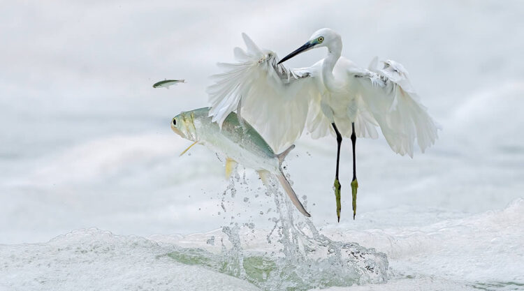 Natures Best Photography Awards 2024 Bird Winners