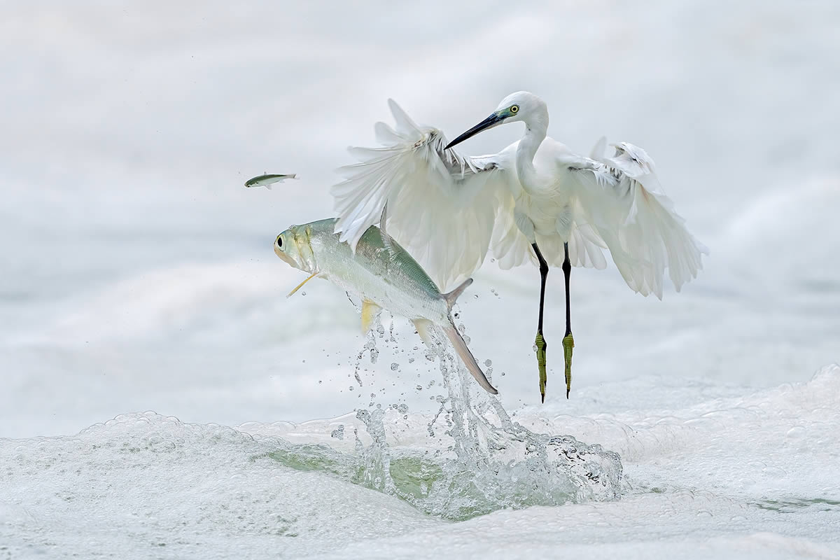 Natures Best Photography Awards 2024 Bird Winners