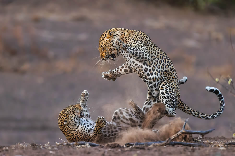 Nature Best Photography Wildlife 2024 Awards Winners