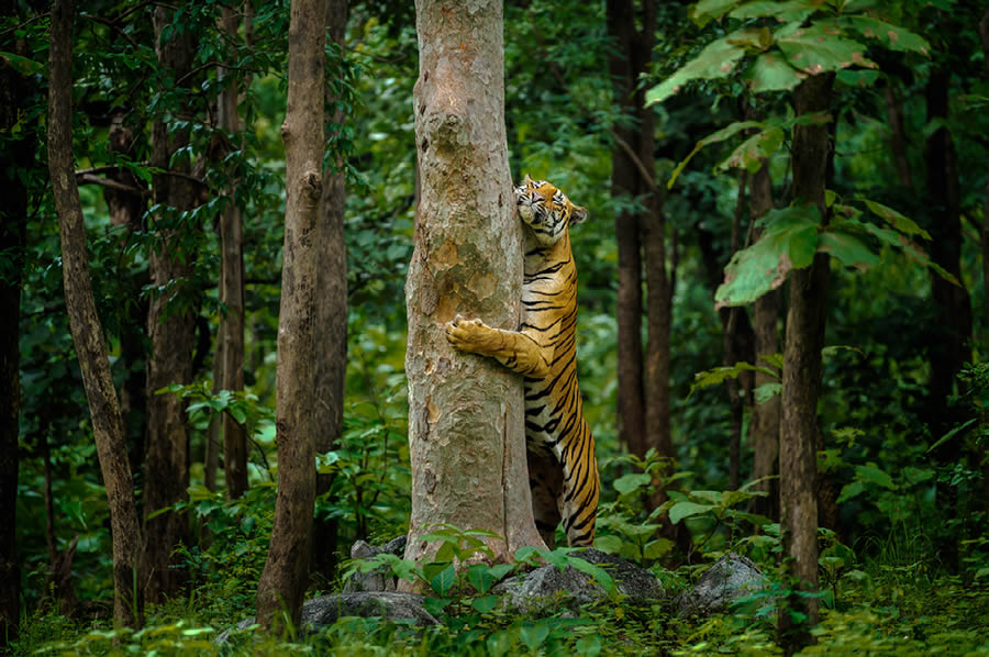 Nature Best Photography Wildlife 2024 Awards Winners