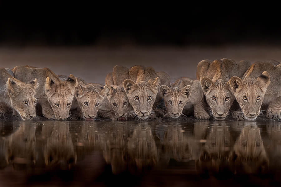 Nature Best Photography Wildlife 2024 Awards Winners