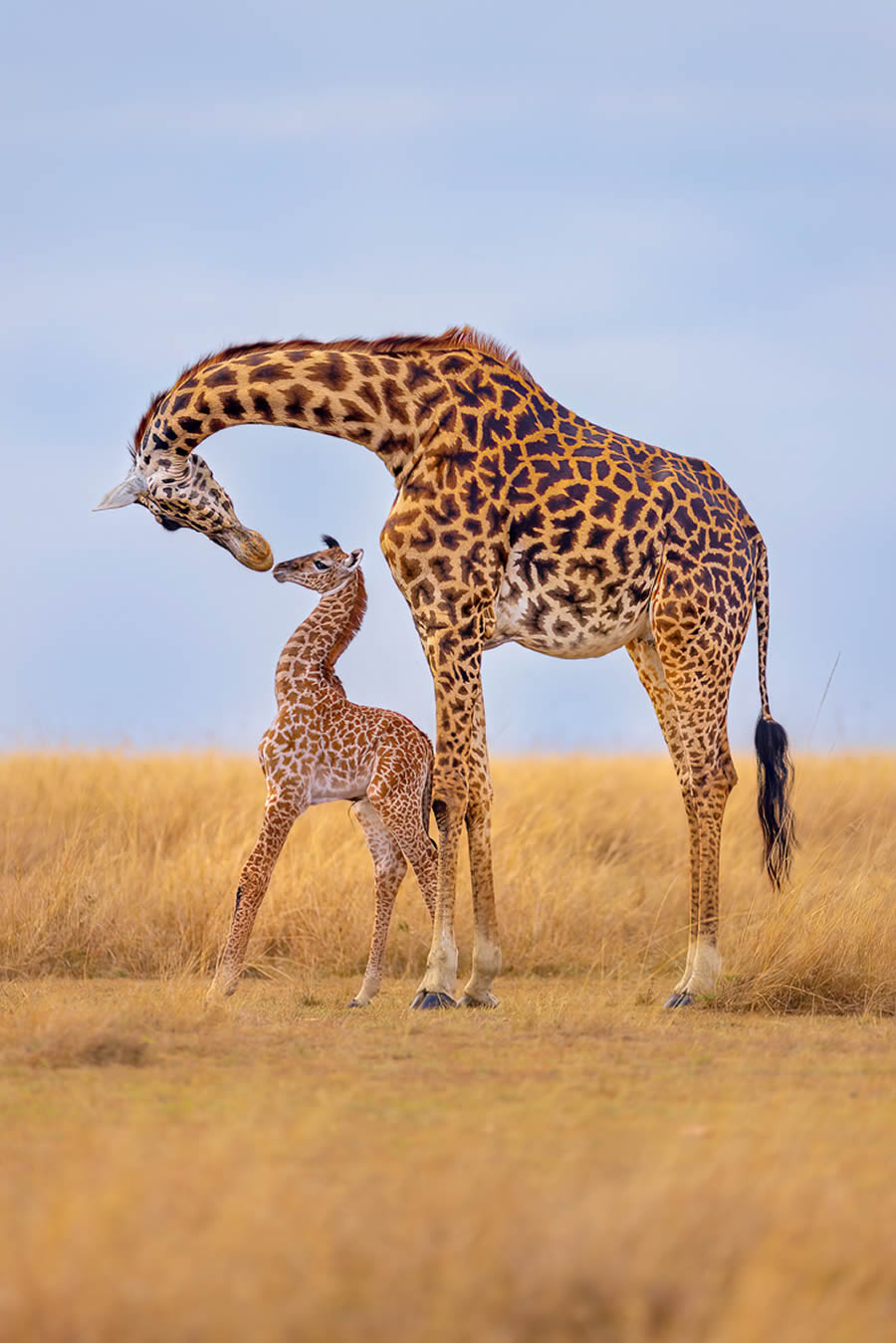 Nature Best Photography Wildlife 2024 Awards Winners