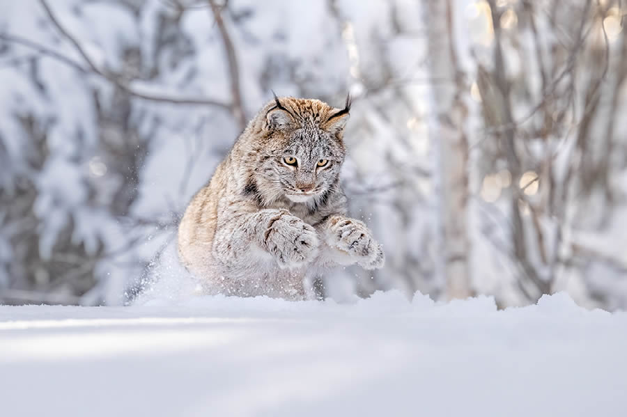 Nature Best Photography Wildlife 2024 Awards Winners