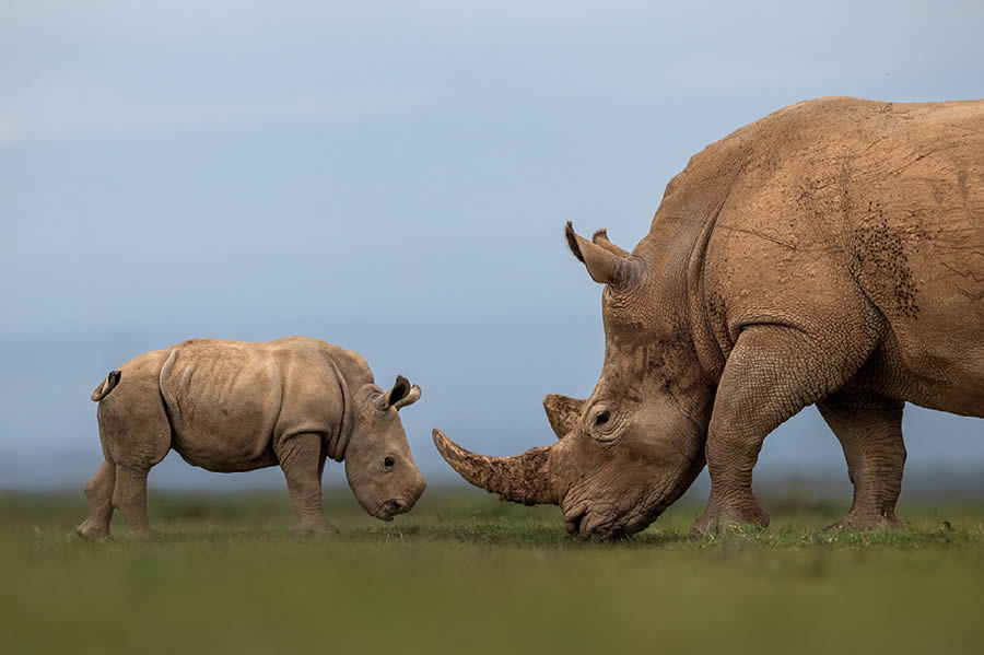 Nature Best Photography Wildlife 2024 Awards Winners