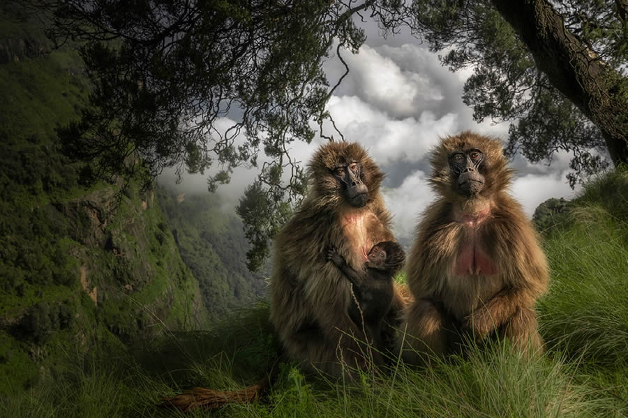 Nature Best Photography Wildlife 2024 Awards Winners