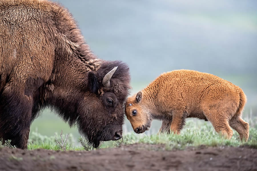 Nature Best Photography Wildlife 2024 Awards Winners