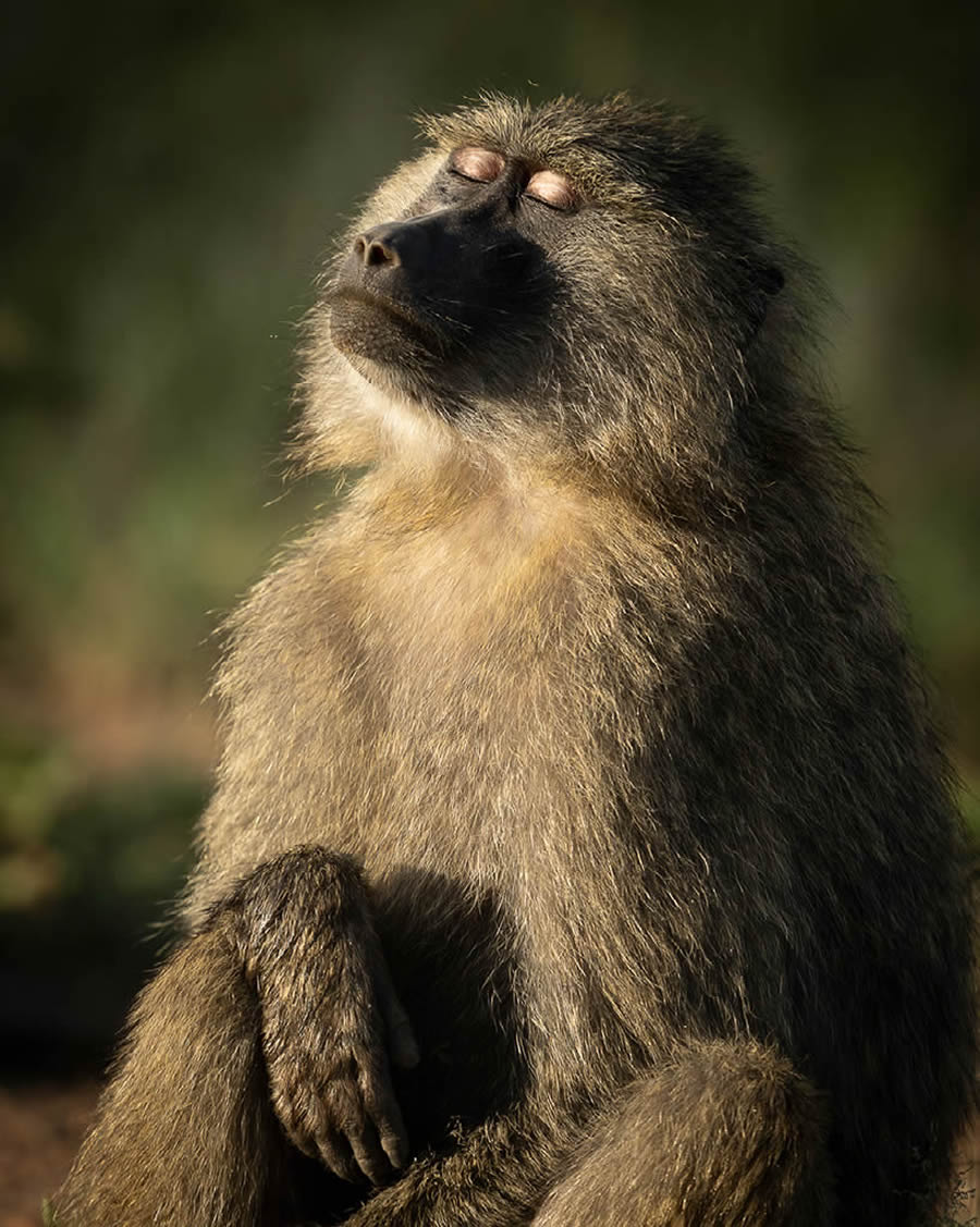 Nature Best Photography Wildlife 2024 Awards Winners