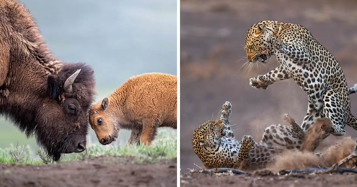 14 Incredible Wildlife-Winners From The 2024 Nature’s Best Photography Awards