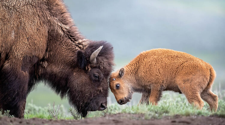 Nature Best Photography Wildlife 2024 Awards Winners