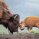 Nature Best Photography Wildlife 2024 Awards Winners