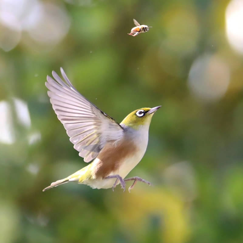 Beauty of Silvereye Birds by Aimee