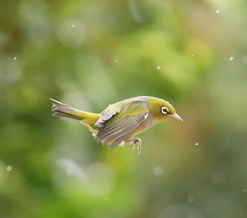 Beauty of Silvereye Birds by Aimee