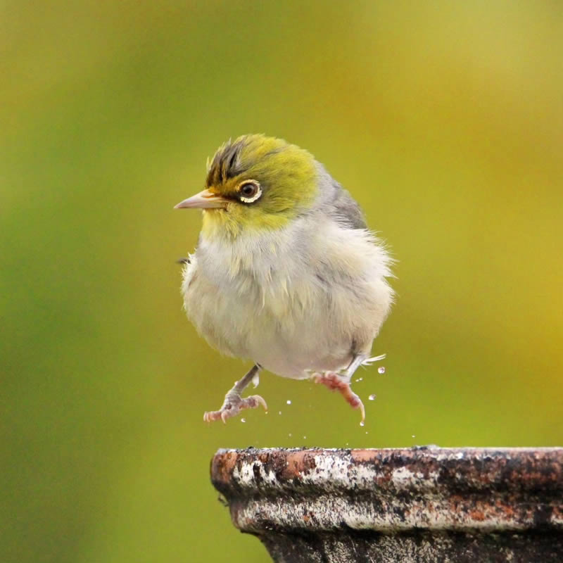 Beauty of Silvereye Birds by Aimee