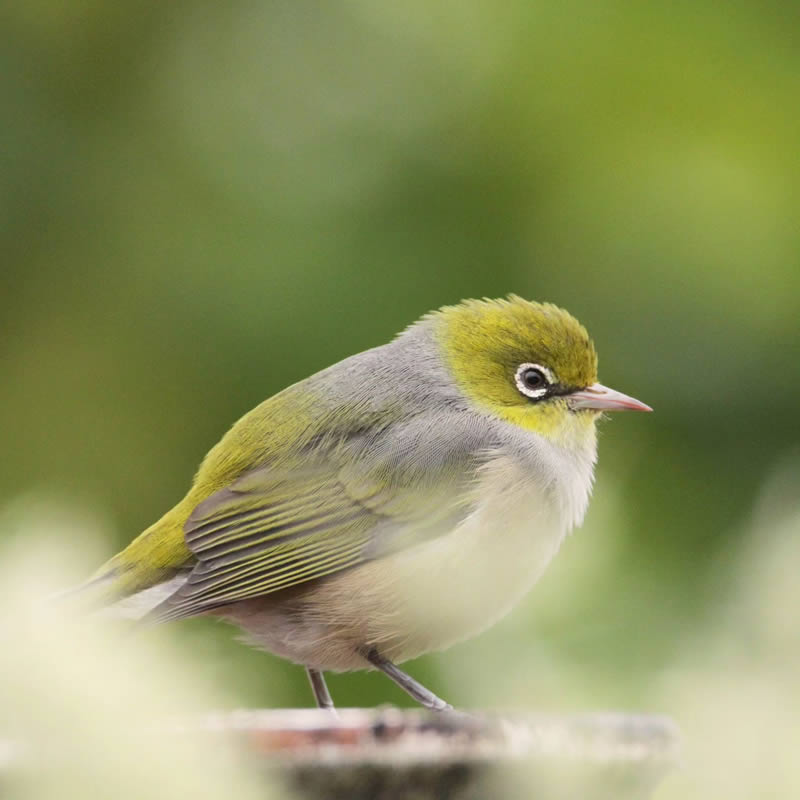 Beauty of Silvereye Birds by Aimee