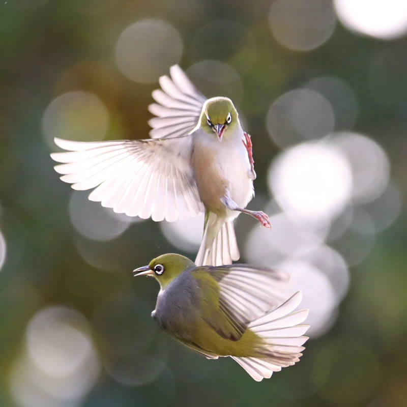 Beauty of Silvereye Birds by Aimee