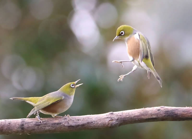 Beauty of Silvereye Birds by Aimee