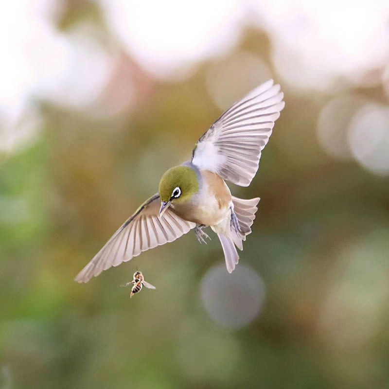 Beauty of Silvereye Birds by Aimee