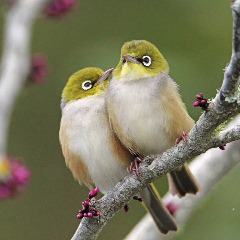 Beauty of Silvereye Birds by Aimee