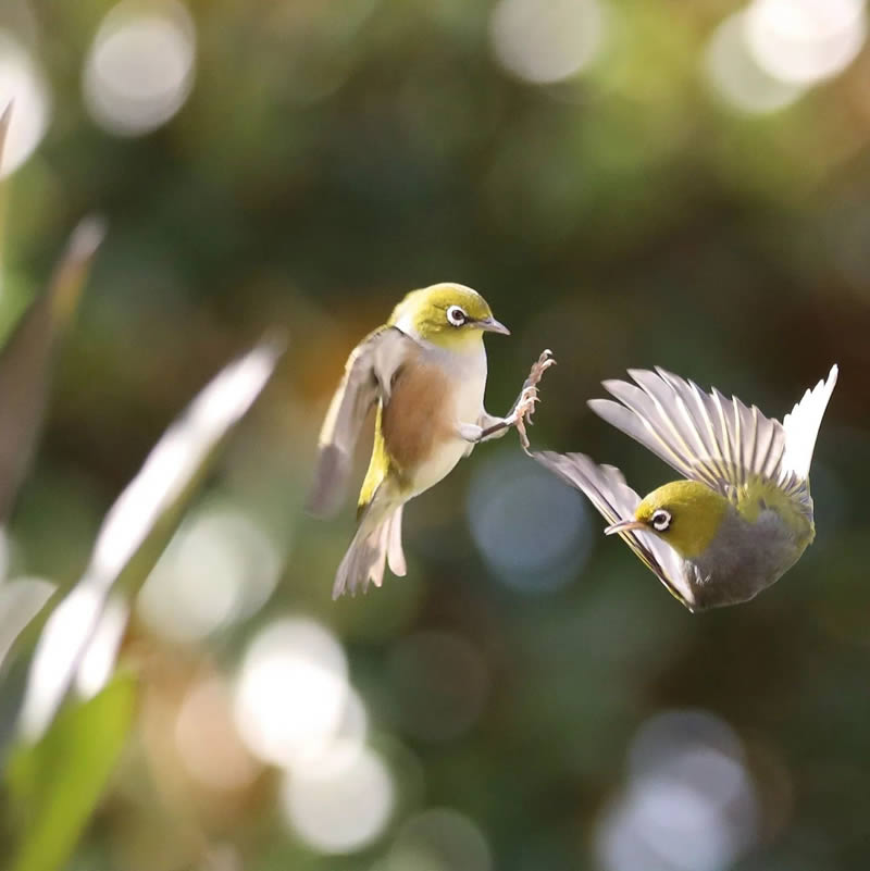 Beauty of Silvereye Birds by Aimee