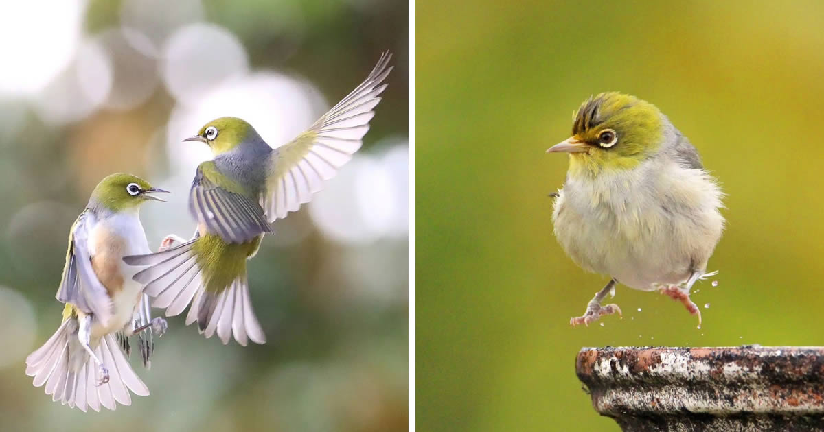 Wildlife Photographer Aimee Captures the Delicate Beauty of Silvereye Birds