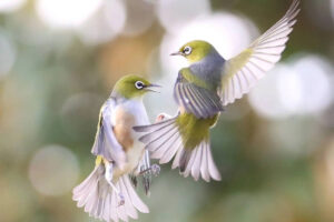 Wildlife Photographer Aimee Captures the Delicate Beauty of Silvereye Birds