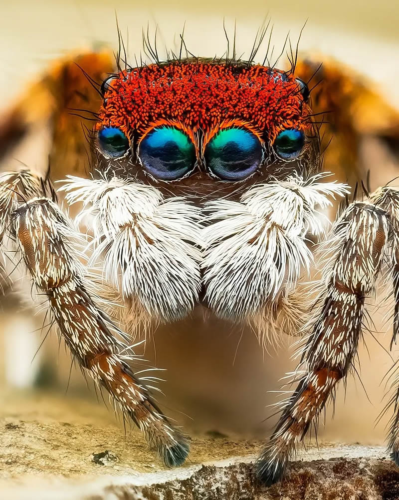 Spider Macro Photography by Flynn Prall