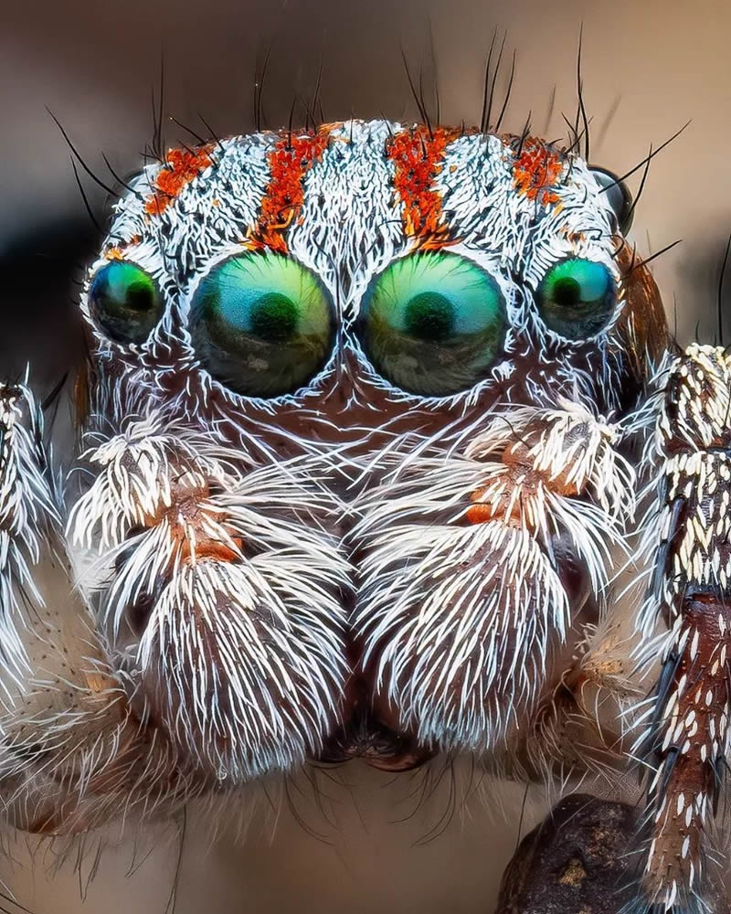 Spider Macro Photography by Flynn Prall