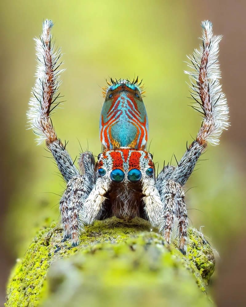 Spider Macro Photography by Flynn Prall