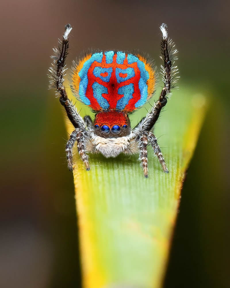 Spider Macro Photography by Flynn Prall