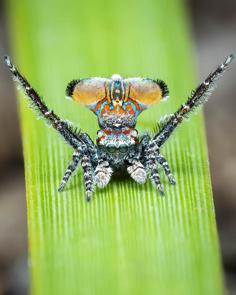 Spider Macro Photography by Flynn Prall