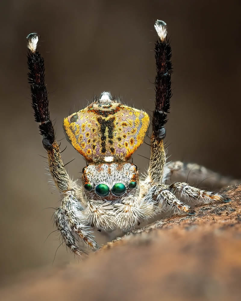 Spider Macro Photography by Flynn Prall