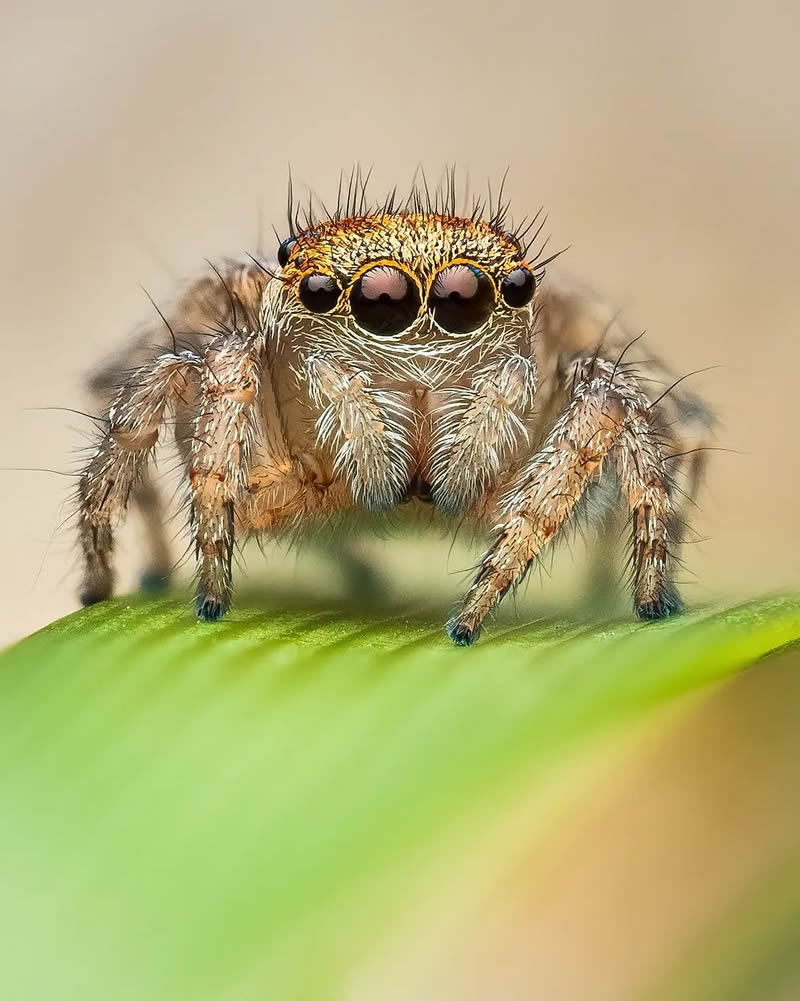 33 Mesmerizing Macro Photos Of Insects That Show The Patience And 