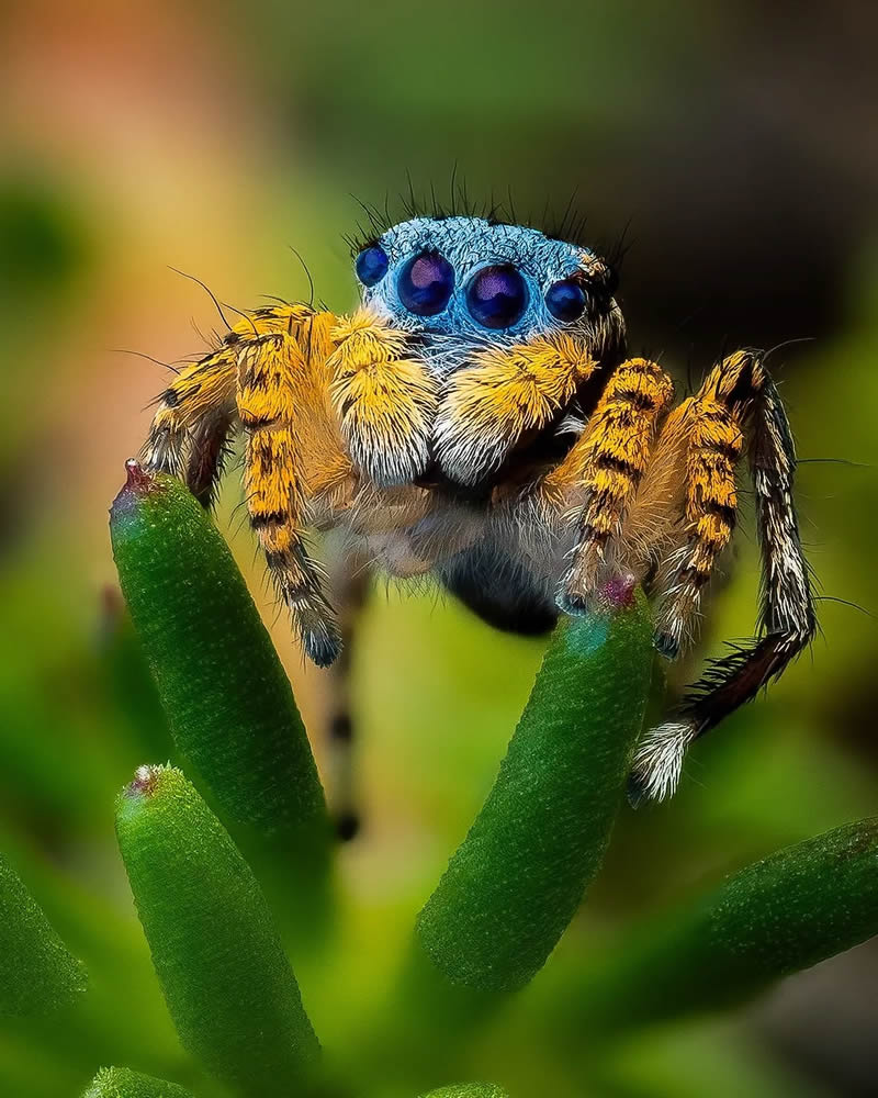 Spider Macro Photography by Flynn Prall